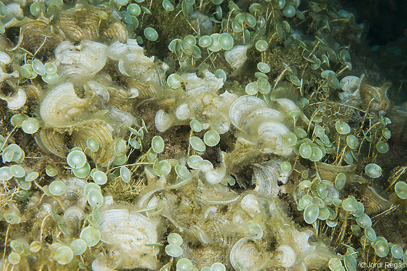 P.pavonica comparte a menudo su habitat con Acetabularia