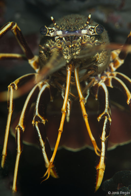 un individuo