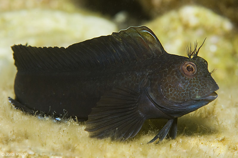 Macho en la fase negra característica de la época de reproducción