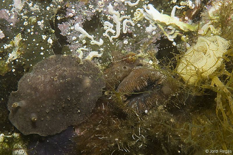 Puesta