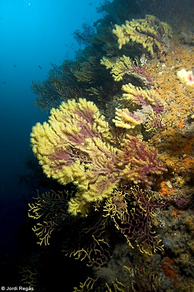 Paramuricea clavata