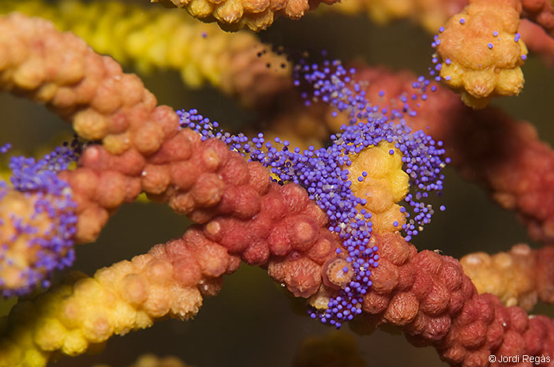 Paramuricea clavata008 2