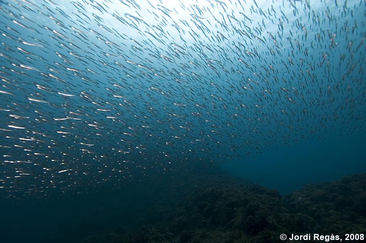 La majoria dels peixos són teleostis