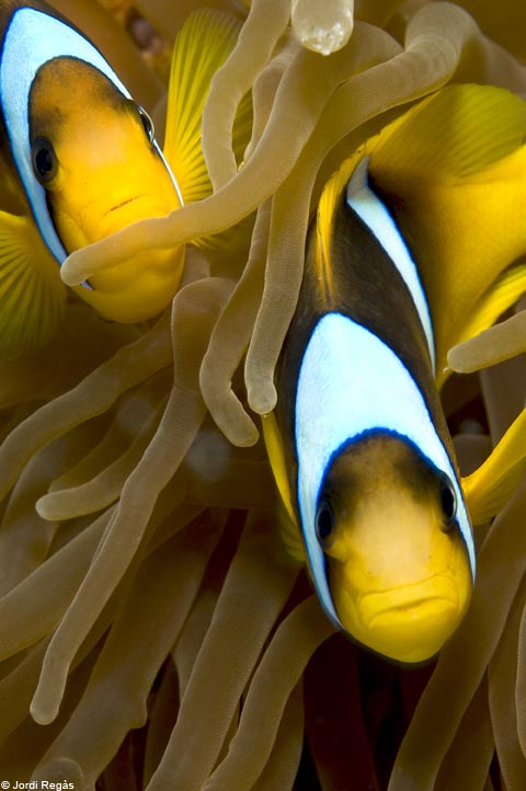 Dos peixos pallasso al Mar Roig