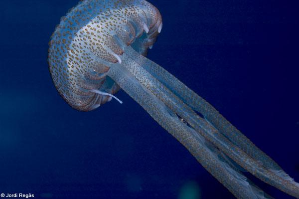 Les meduses arrosseguen aigua del fons marí