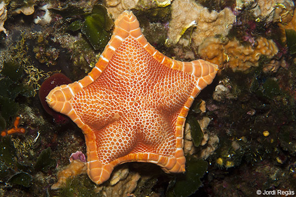 Peltaster placenta, una curiosa estrella de mar que també acaba d'entrar a la guia