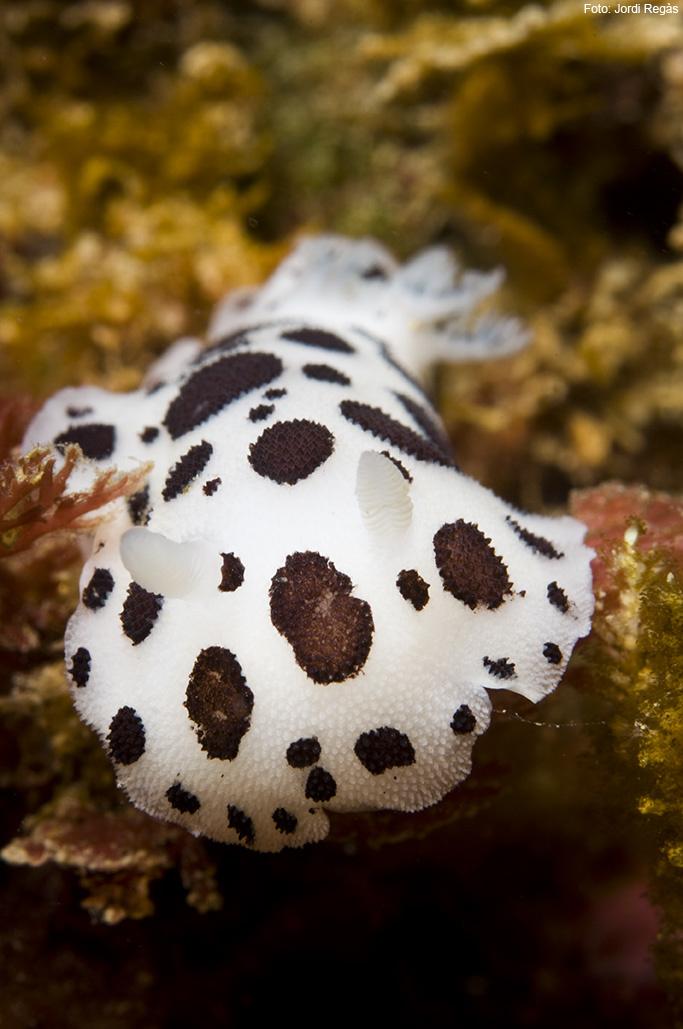 Peltodoris atromaculata