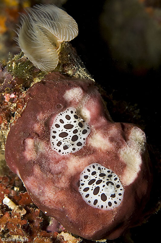 Sobre Petrosia ficiformis