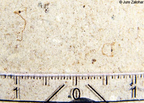 L'Hippocampus slovenicus és realment petit