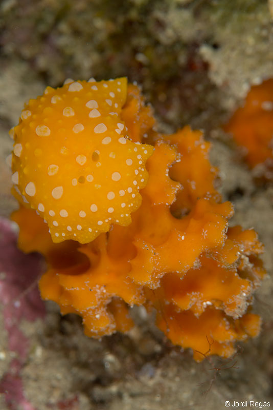 El nudibranquio Phyllidia flava se alimenta de esta esponja