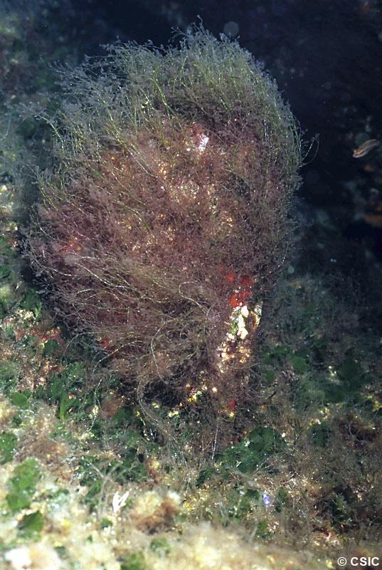 Una Pinna nobilis recoberta per dues espècies a l'hora, Lophocladia i Caulerpa