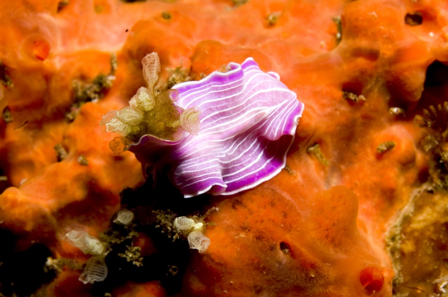Planaria rosa