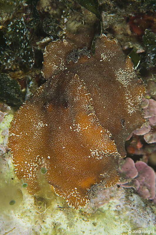 Copula