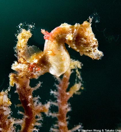 L'Hippocampus pontohi, un dels nous cavallets de mar