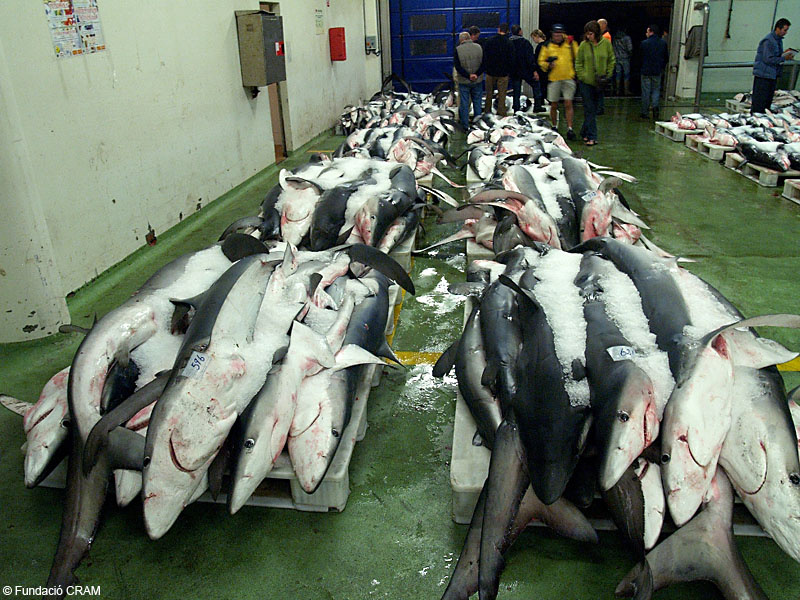 Taurons blaus a la llotja del port de Vigo