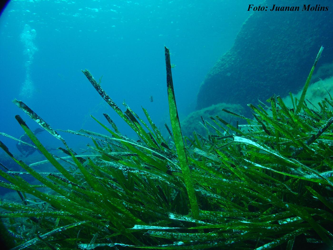 Posidonia 2
