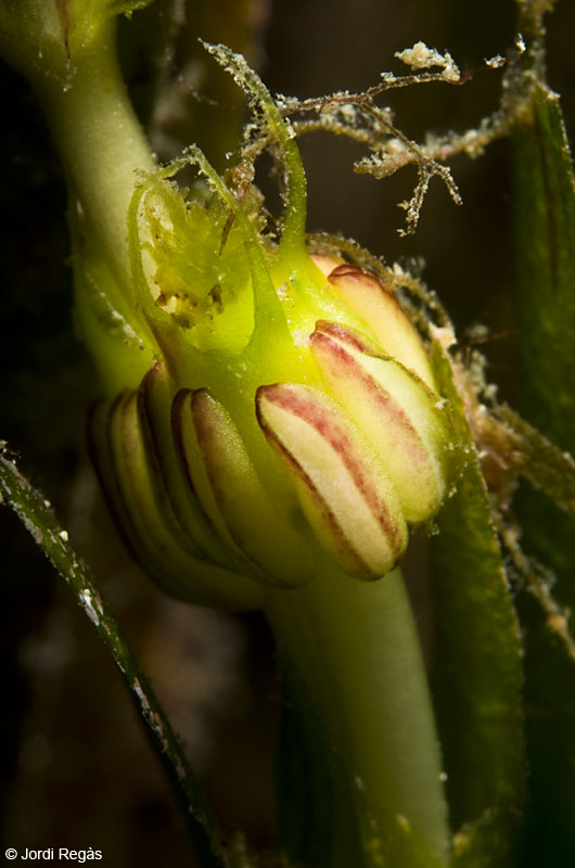 Detalle de los pistilos de la flor de la Posidonia