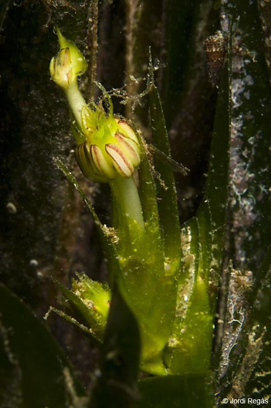 La flor de la Posidonia oceanica