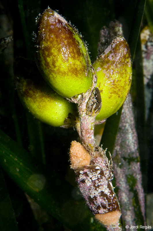 El fruto de la Posidonia
