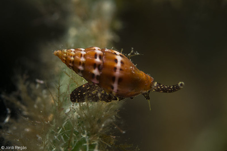 Pusia tricolor