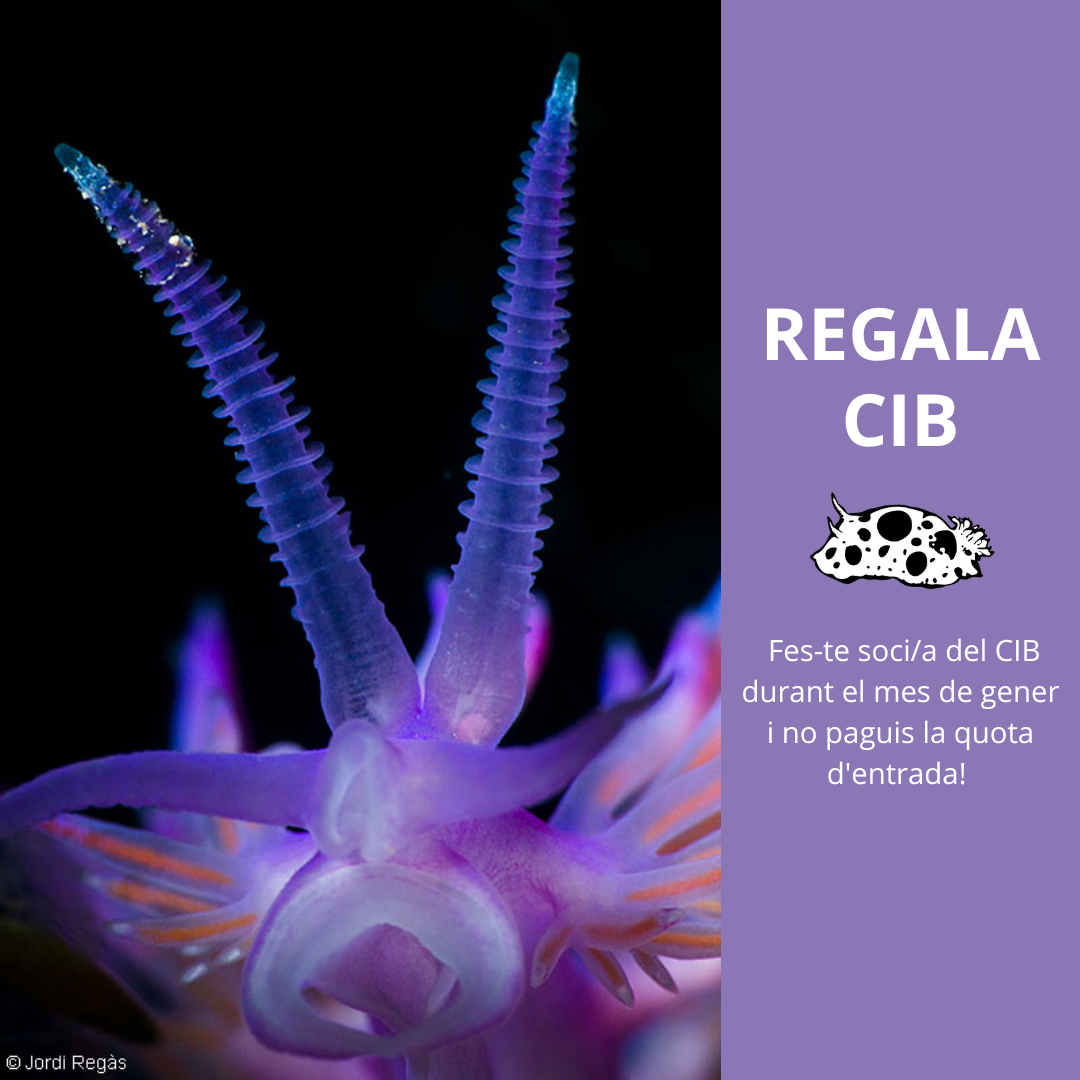 REGALA CIB 2023