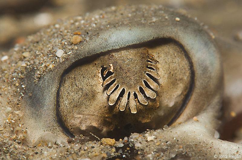 Detalle del ojo