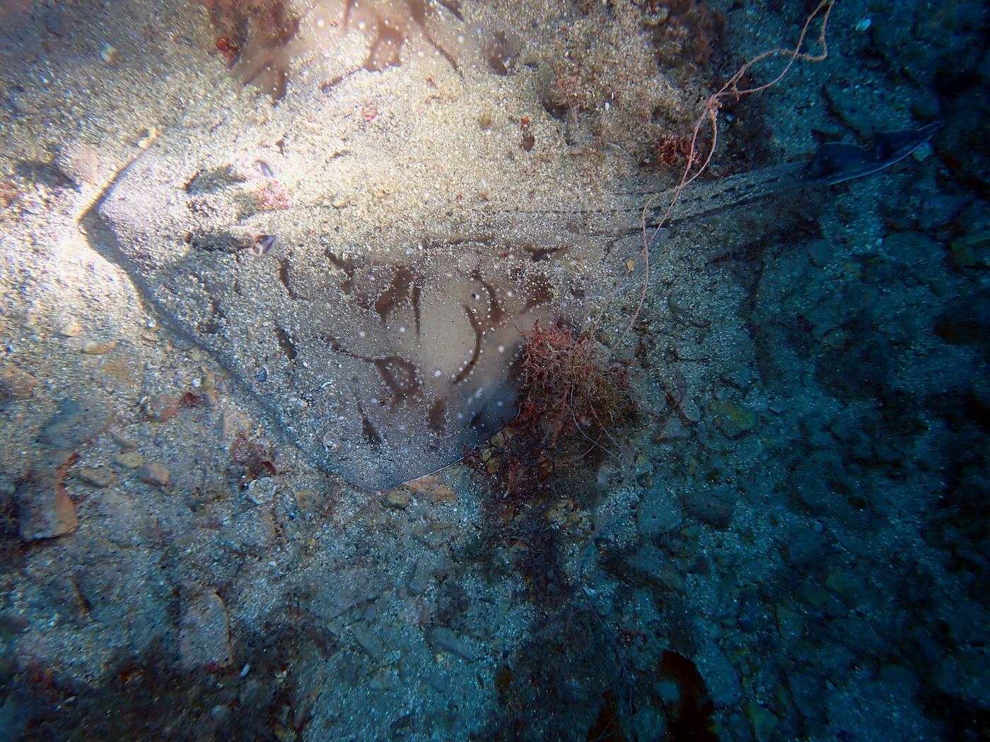 Raja undulata 1 20221113