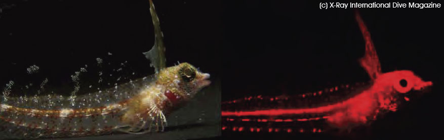 Red fluorescence