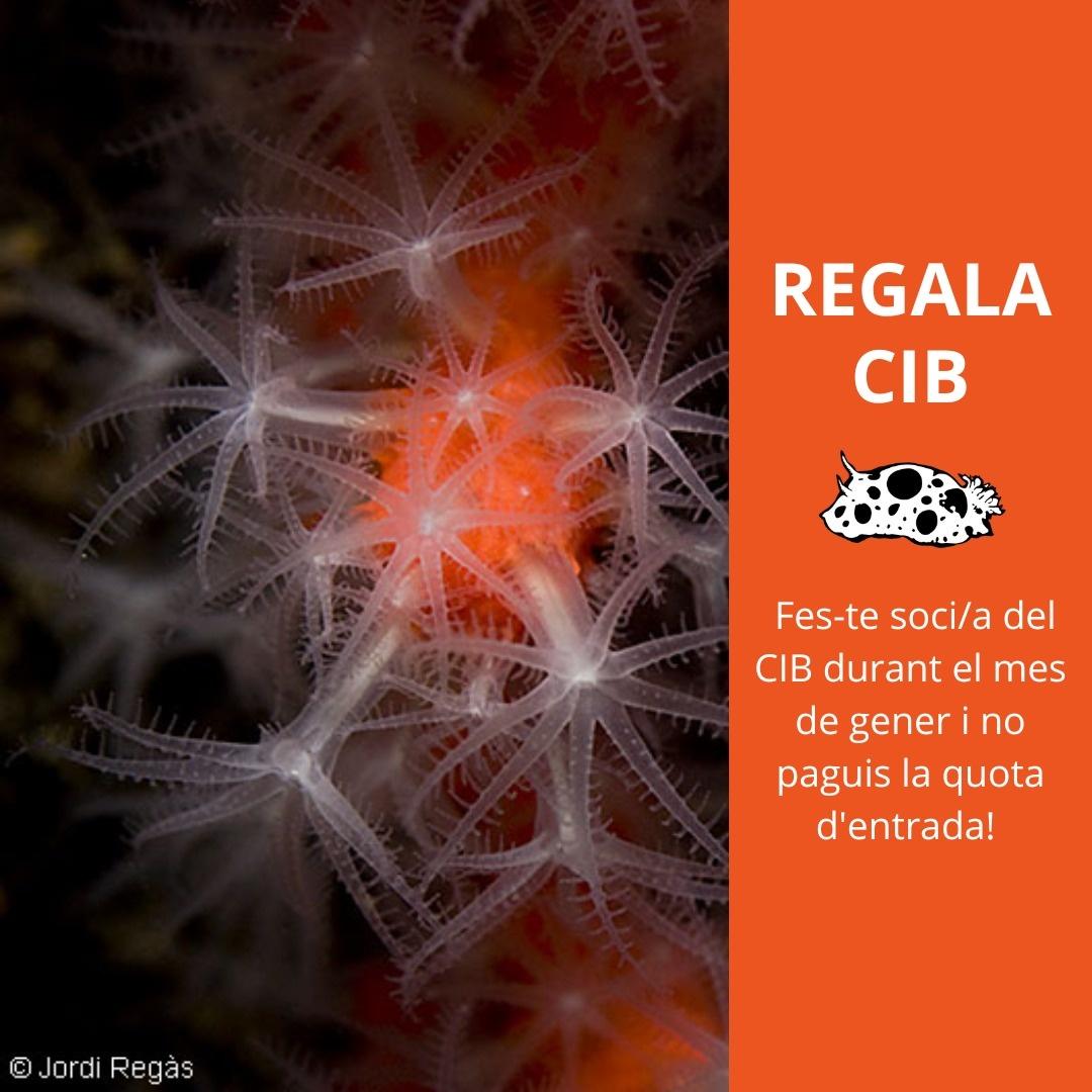 Regala CIB