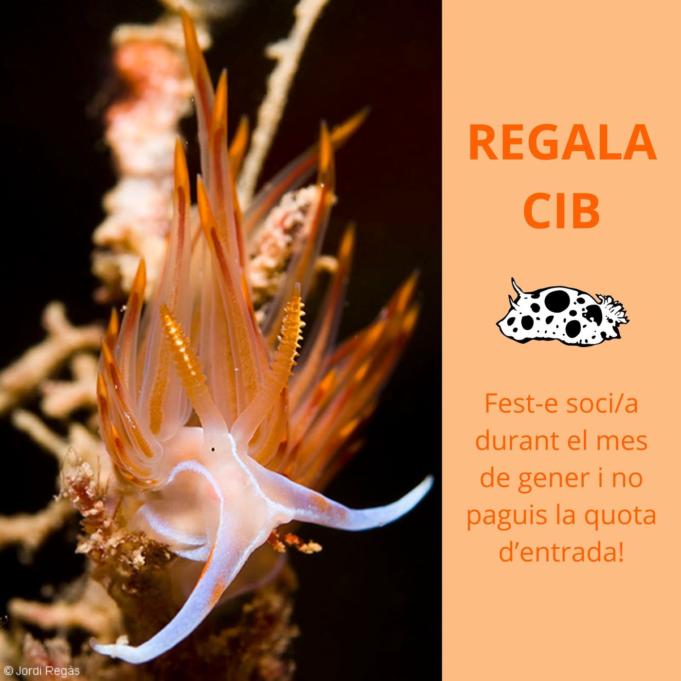 Regala CIB 2024