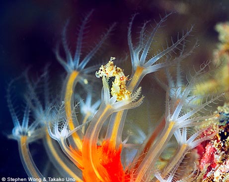 L'Hippocampus satomiae