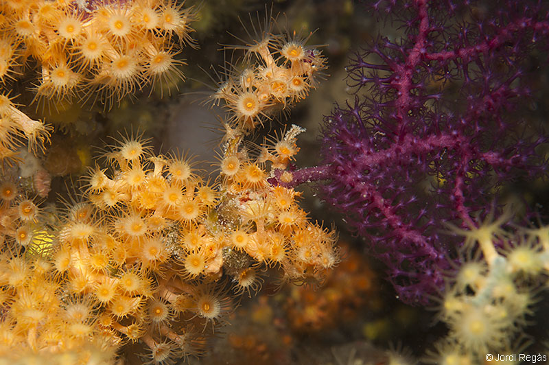Recubriendo una colonia de Paramuricea clavata
