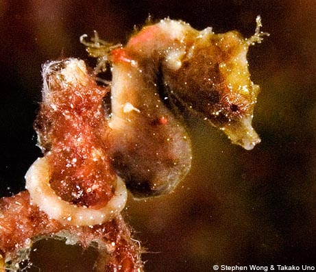 L'Hippocampus severnsi