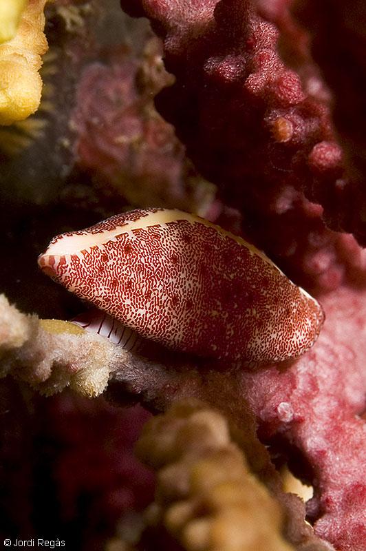 Sobre Paramuricea clavata