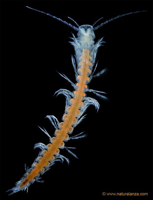Speleonectes atlantida, la nova espècie de cranc cec