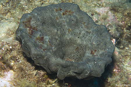 Spongia (Spongia) lamella
