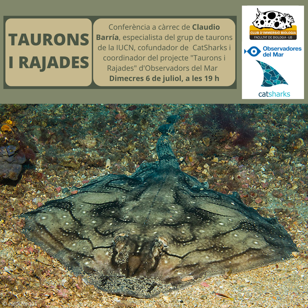 TAURONS I RAJADES