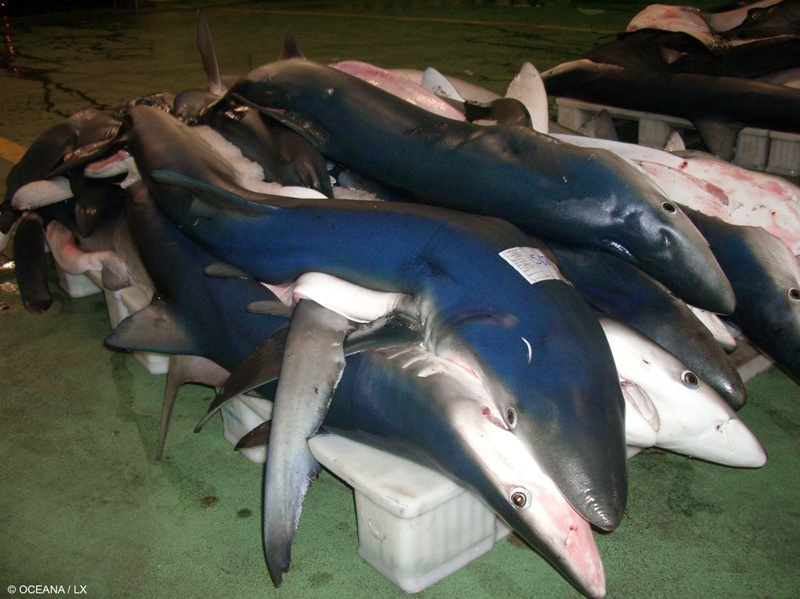 Més taurons blaus al port de Vigo, a Galícia