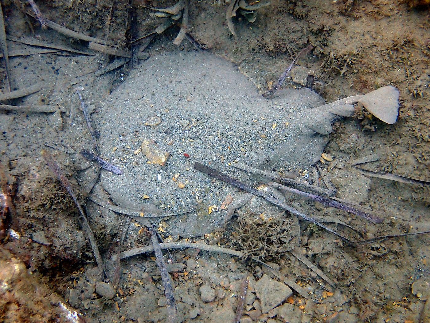 Torpedo marmorata 1 20221113