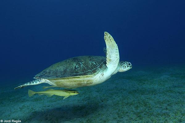 La closca, el resultat del plegament dels ossos de la tortuga