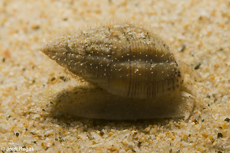 Tritia unifasciata