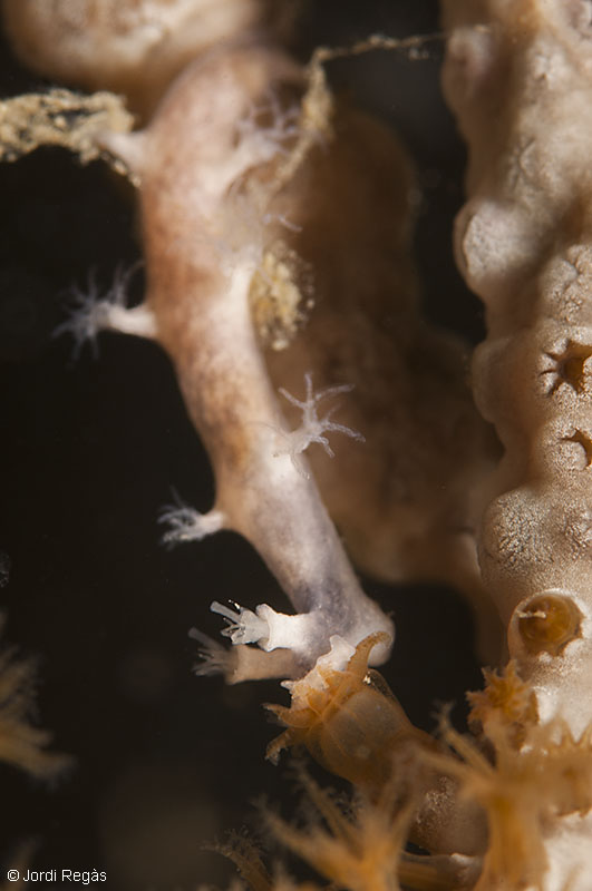 Un individuo se abalanza sobre un pólipo de coral