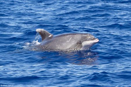 Tursiops truncatus