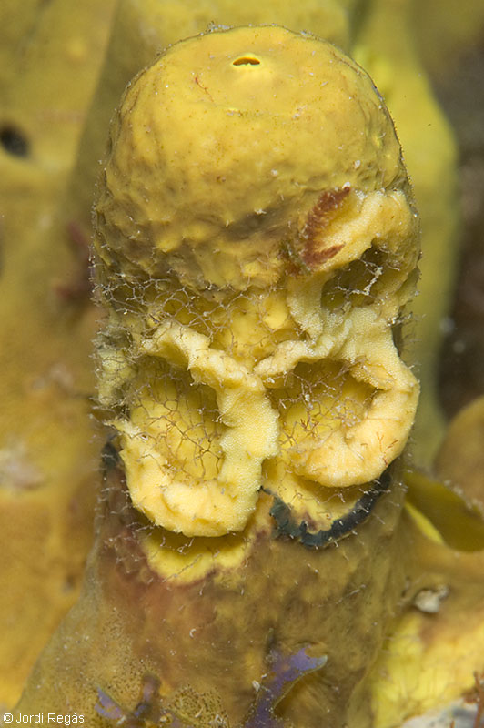 Puesta