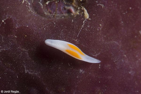 La planària Vorticeros cf auriculatum, una última incorporació