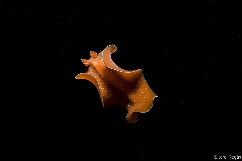 De noche Y.aurantiaca a veces se aventura a nadar