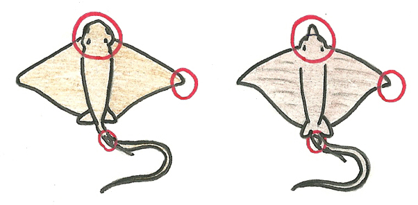 Diferencia entre Myliobatis aquila (izquierda) y Pteromylaeus bovinus (derecha)
