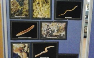 EXPONATURA 2015 – CIB