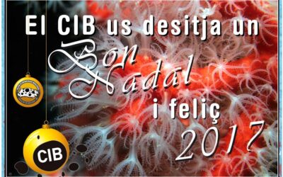 Bon Nadal – Feliz Navidad – Merry Christmas – Joyeux Noel