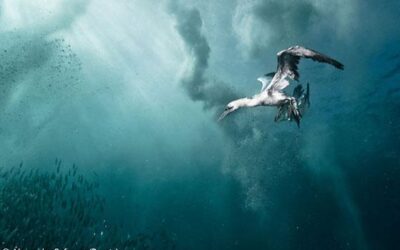 El basc Nano Cordovilla, menció honorífica al BBC Photographer of the year